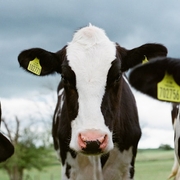 Should What Matters to Dairy Executives Also Matter to Feed?