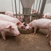 Enhancing Swine Nutrition: Important Considerations for Updating the Nutrient Requirements of Swine Report